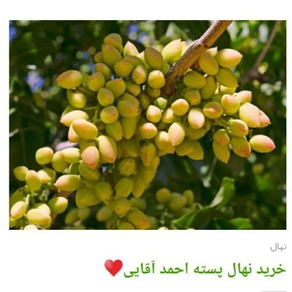 1705225298084.webp